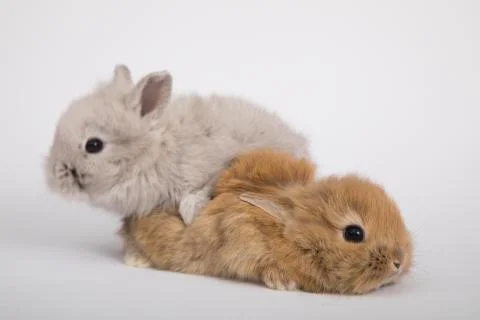 Two small rabbits Stock Photos