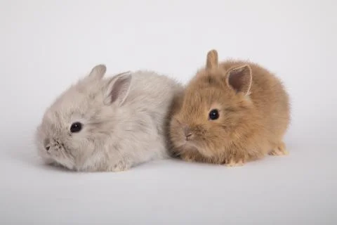 Two small rabbits Stock Photos