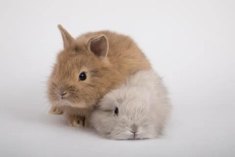 Two small rabbits Stock Photos