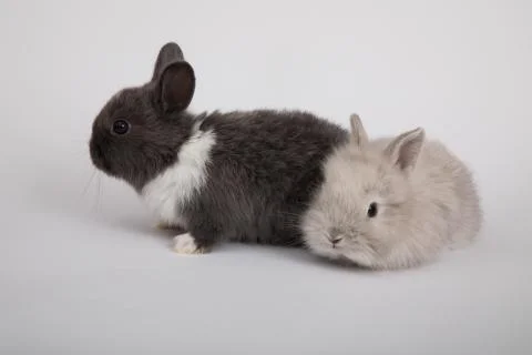 Two small rabbits Stock Photos