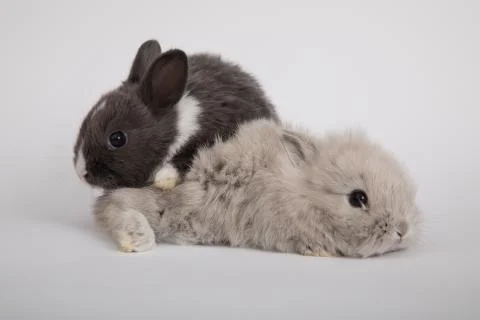 Two small rabbits Stock Photos