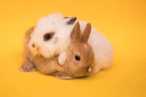 Two small rabbits Stock Photos