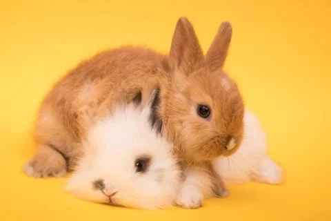 Two small rabbits Stock Photos