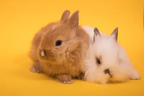 Two small rabbits Stock Photos