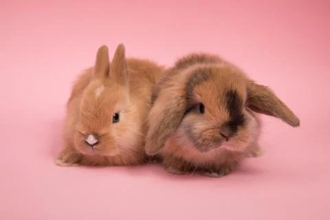 Two small rabbits Stock Photos