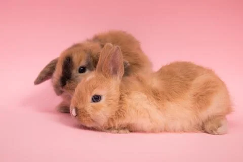 Two small rabbits Stock Photos