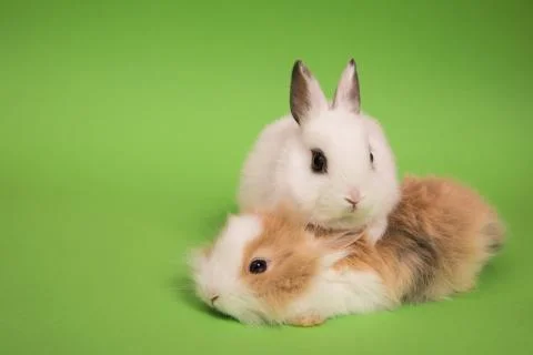 Two small rabbits Stock Photos