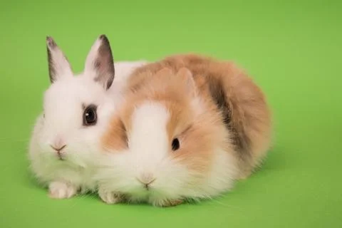 Two small rabbits Stock Photos
