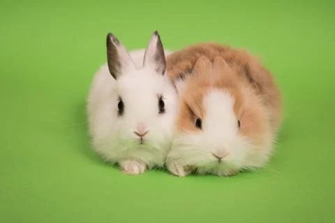 Two small rabbits Stock Photos