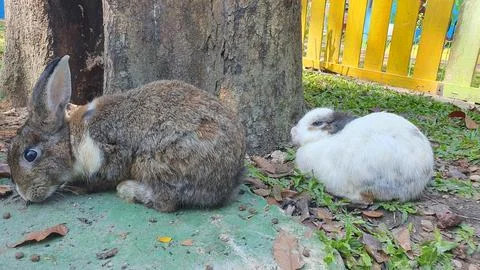 Two small rabbits resting together Fotos Stock