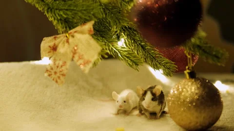 Two small rats lurked under the Christmas tree. Stock Footage 117443292