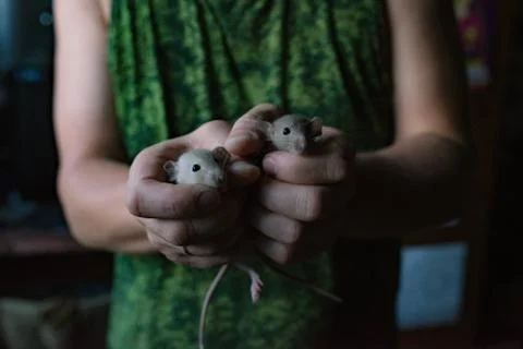 Two small rats in strong caring male hands in military attire Fotos Stock