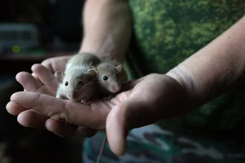 Two small rats in strong caring male hands in military attire Photos