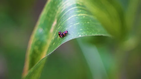 Two Small Red Beetles Mating on a Green Leaf in Nature Stock Footage 342014642