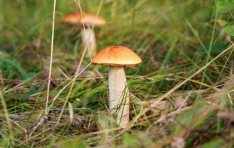 Two small Red-capped scaber stalk bolete (Leccinum aurantiacum) growing in fo Stock Photos
