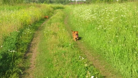 Two small red dogs on a walk in a meadow on a summer day Video stock 162133968