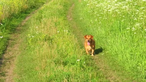 Two small red dogs on a walk in a meadow on a summer day Stock Footage 162133978