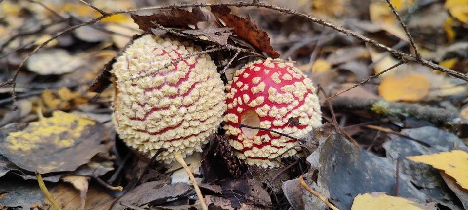 Two small red fly agarics under the leaves Stock Photos