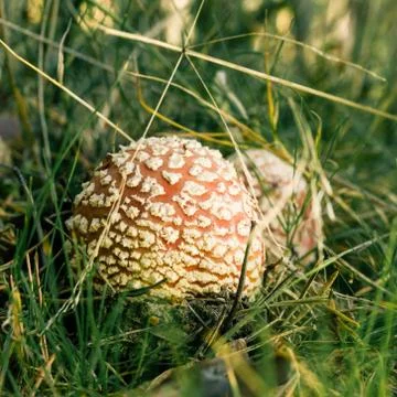 Two small red spotted toadstools grow on side of pathway in grass Stock Photos