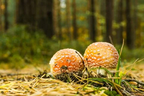 Two small red spotted toadstools grow on the pathway covered by needles Stock Photos
