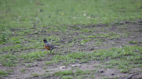 Two Small Robbin Birds Pecking the Grassy Dirt on the Ground (3) Stock Footage 24672752