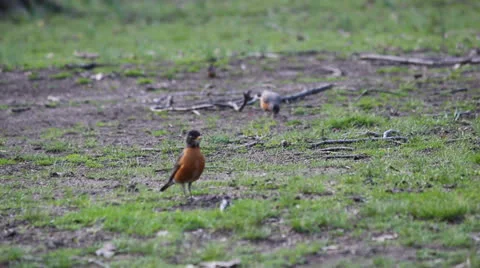 Two Small Robbin Birds Walking On The Grassy Ground (4) Stock Footage 24672757
