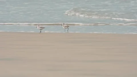 Two small sanderlings running together on the wet sand of a beach next 스톡 동영상 344572338