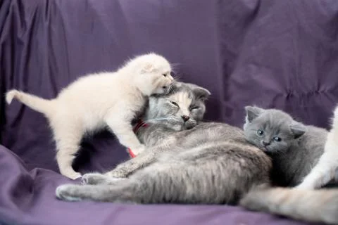 Two small Scottish fold cat cubs next to their mother milk and gray color Stock Photos