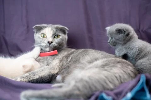 Two small Scottish fold cat cubs next to their mother milk and gray color Foto stock