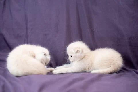 Two small Scottish fold cat baby milk color are playing Stock Photos