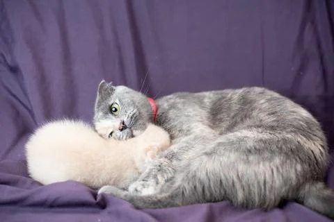 Two small Scottish fold cat cubs next to their mother milk and gray color Stock Photos