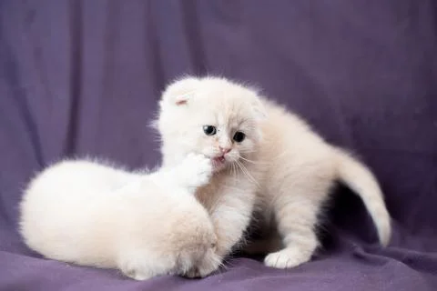 Two small Scottish fold cat baby milk color are playing Stock Photos