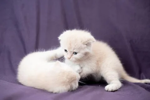 Two small Scottish fold cat baby milk color are playing Stock Photos