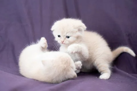 Two small Scottish fold cat baby milk color are playing Foto stock