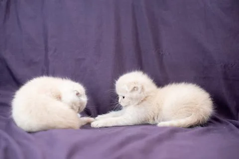 Two small Scottish fold cat baby milk color are playing Stock Photos