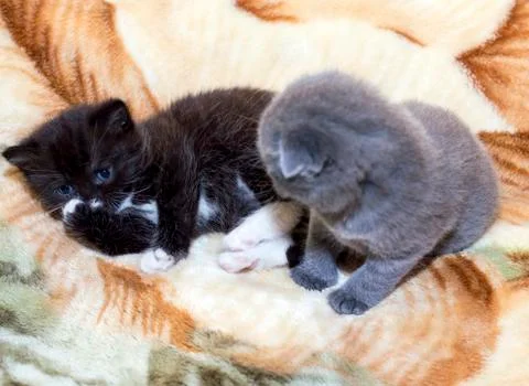 Two small Scottish kittens on the bed Stock Photos