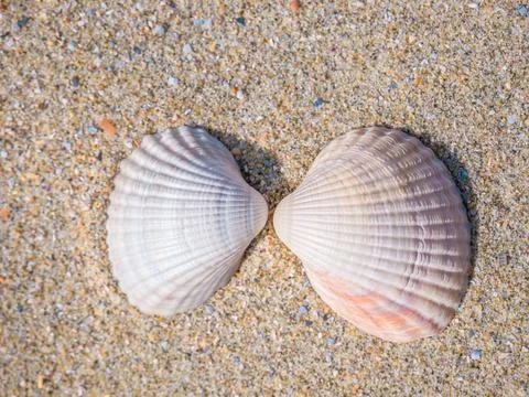 Two small seashell cockle on the beach in the sand Stock Photos