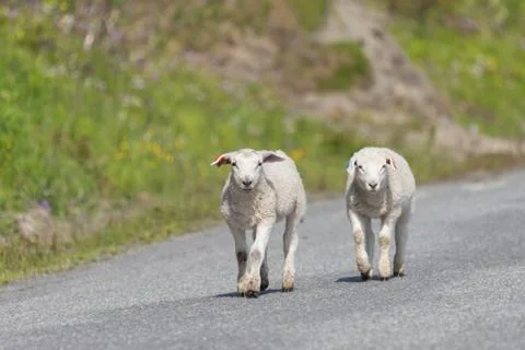 Two small sheep walking on asfalt road Stock Photos