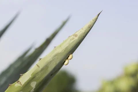 Two small snails on a cactus on a sunny day in the Provence, France. Stock Photos