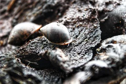 Two small snails crawling on dirty coconut fiber Stock-Fotos