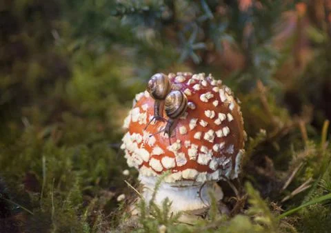 Two small snails crawling on a fly agaric that grows among the green moss Stock Photos