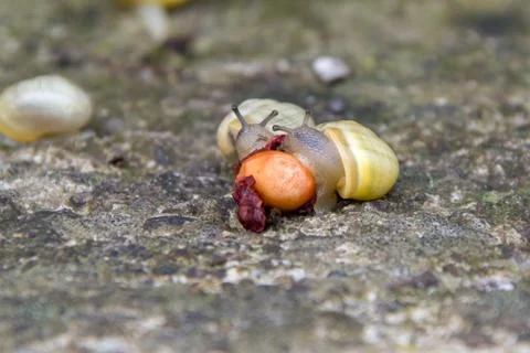 Two small snails eat the fallen red cherry,close-up Stock Photos