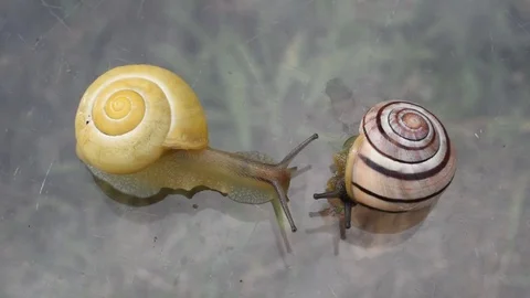 Two small snails Stock Footage 77127526