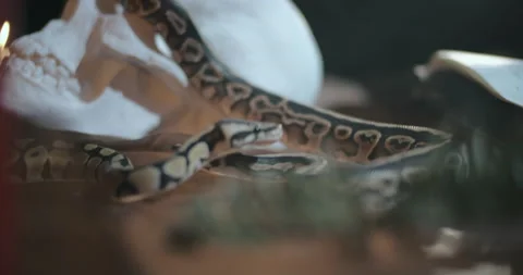 Two small snakes crawling on table and human skull Stock Footage 136882216