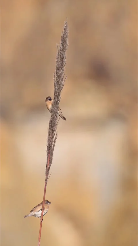 Two small sparrows perched on a pampas grass plume in a golden field Stockbeeldmateriaal 331110388