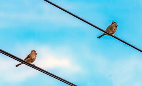 Two small sparrows sitting on the wire and looking in the same direction agai Stock Photos