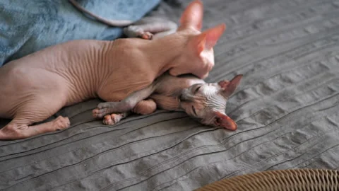 Two small Sphinx kittens without fur play with each other on a gray blanket Video stock 143425177