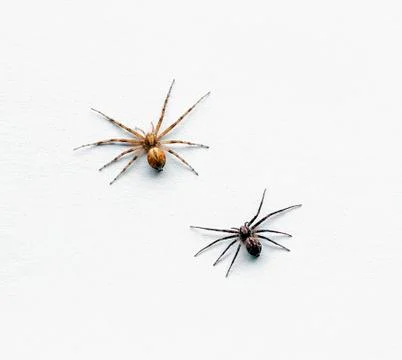 Two small spiders on white Stock Photos