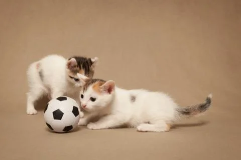 Two small spotted kitten plays with a football Foto stock
