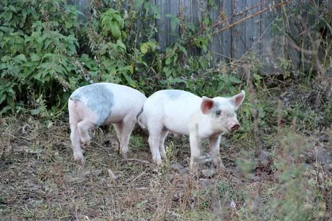 Two small spotted piglets walking on grass in a rural backyard. Stock Photos